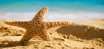Starfish by tourismembassy