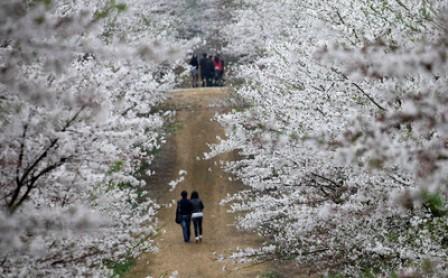 Chinas größtes Pfirsichblütenfeld fördert Tourismusboom in der Guian New Area