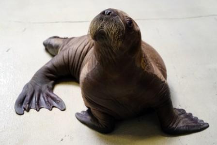 SeaWorld Orlando Proudly Welcomes Whiskered Baby Walrus