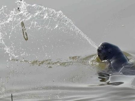 Conservationists from SeaWorld and the Chinese Academy of Science Publish Foundational Research to Help Save the Endangered Yangtze Finless Porpoise