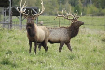 Elk-Viewing Carriage Ride, Gourmet Dinner and Wine Tasting Event at Thunder Bay Resort Is Again Named One of America's Best Attractions