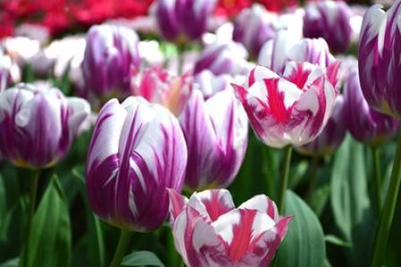 Tulip Festival Fundraising to Remain a Free, Safe Attraction for Canadians