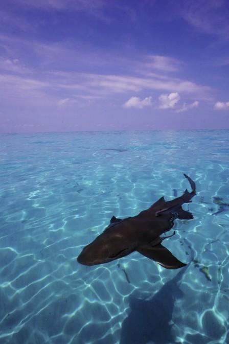 Pew celebra el nuevo santuario de tiburones en el Caribe