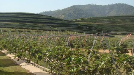 Singha Park -- ein soziales Projekt, um Bauern im Norden Thailands zu unterstützen