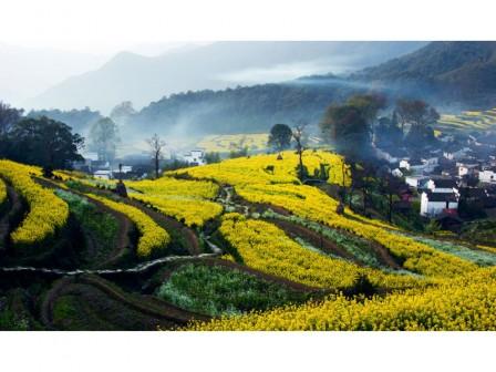 As colinas escalonadas de Jiangling, em Wuyuan, cobertas de flores de canola