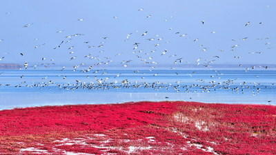 Red Beach: World's Biggest Wetland Attracting Rare Birds