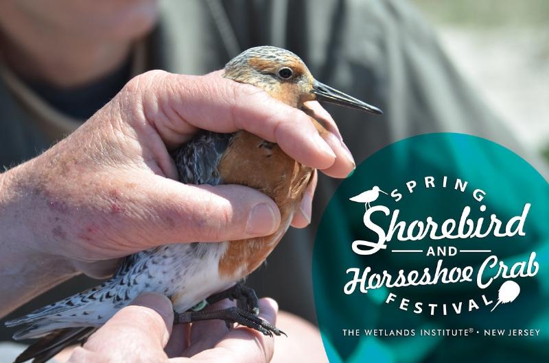 Wetlands Institute Celebrates 4th Annual Spring Shorebird and Horseshoe Crab Festival