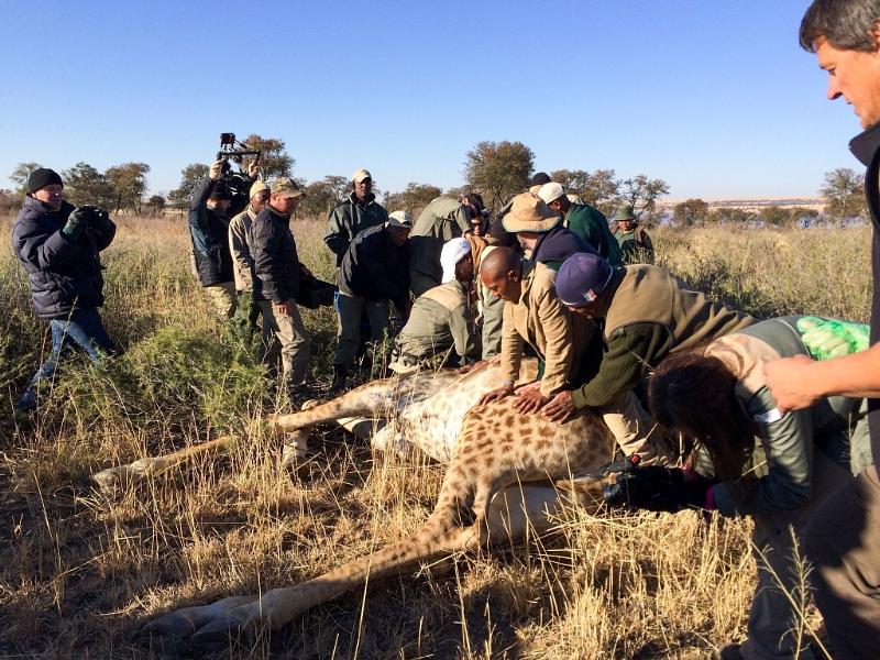 Wild giraffe populations dwindling, Ranch sounds alarm