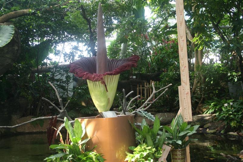 World's Largest Flowering Plant Releases 