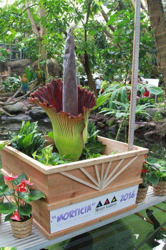 World's Largest Flowering Plant Finally Opens To Deliver Stench At Moody Gardens Rainforest Pyramid