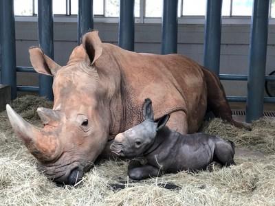 BIG NEWS: Endangered White Rhino Born at Disney's Animal Kingdom Theme Park