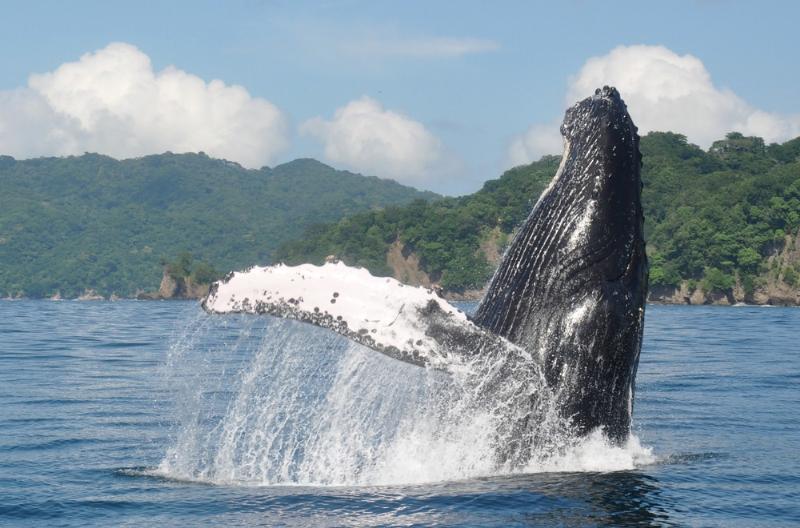 Catch A Glimpse Of Cetaceans In Costa Rica This Fall