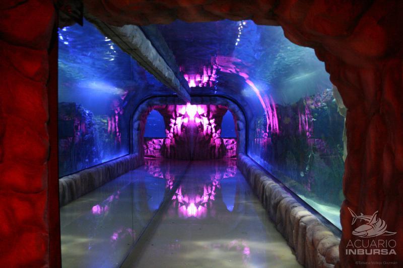 Submerge Yourself in the Magical World of Acuario Inbursa