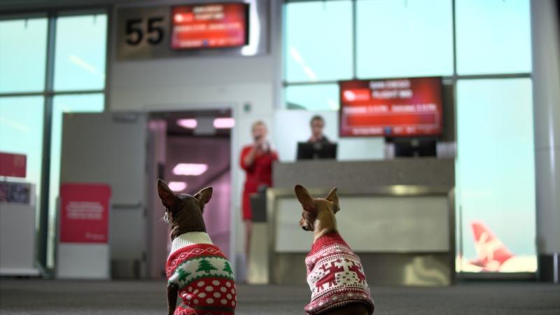 MONDAY, NOVEMBER 28, 2016: VIRGIN AMERICA TO LAUNCH CYBERMONDAY #TINYDOGSTINYFARES DEAL AND 'OPERATION CHIHUAHUA' AIRLIFT