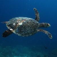MALDIVES TOUR