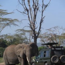 Tanzania budget safaris.